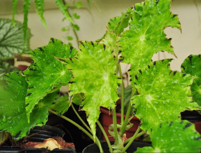 B. pingbienensis var. pingbienensis